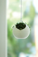 Air Plant Hanger