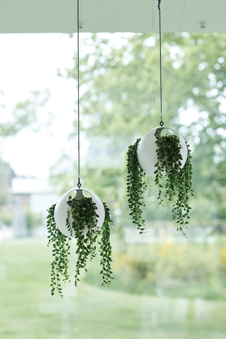 Air Plant Hanger