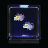Fish Tank Square