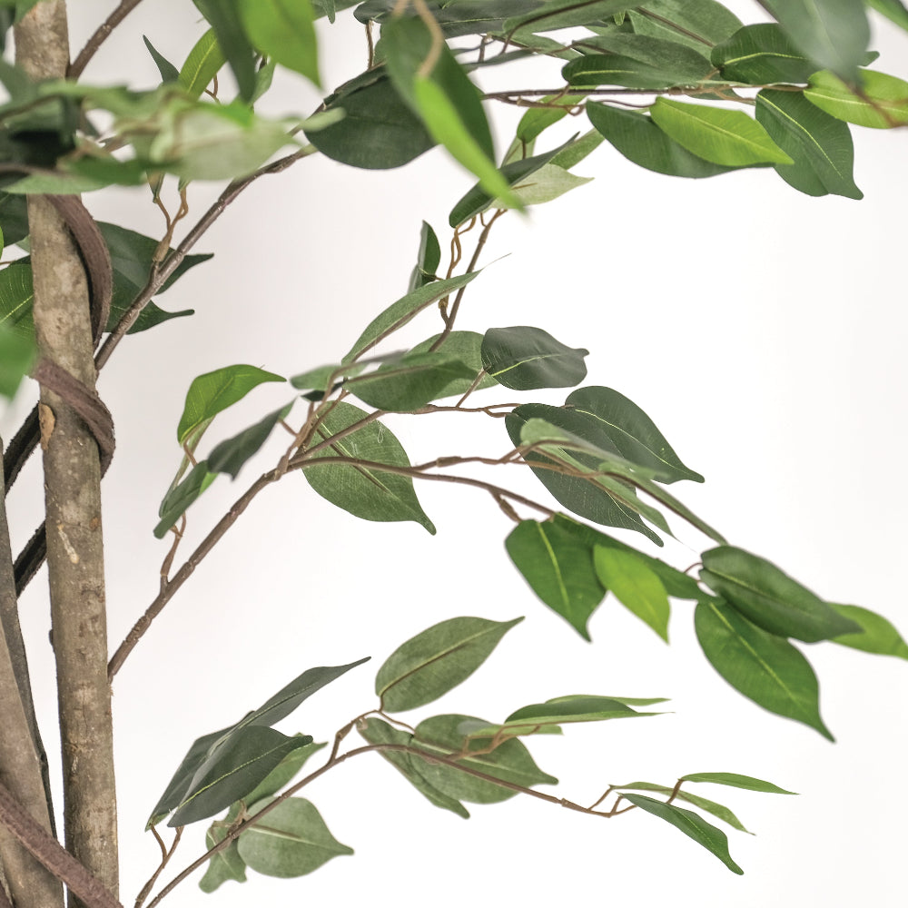 Artificial Ficus Indoor Plant – 180cm