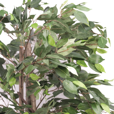 Artificial Ficus Indoor Plant – 180cm
