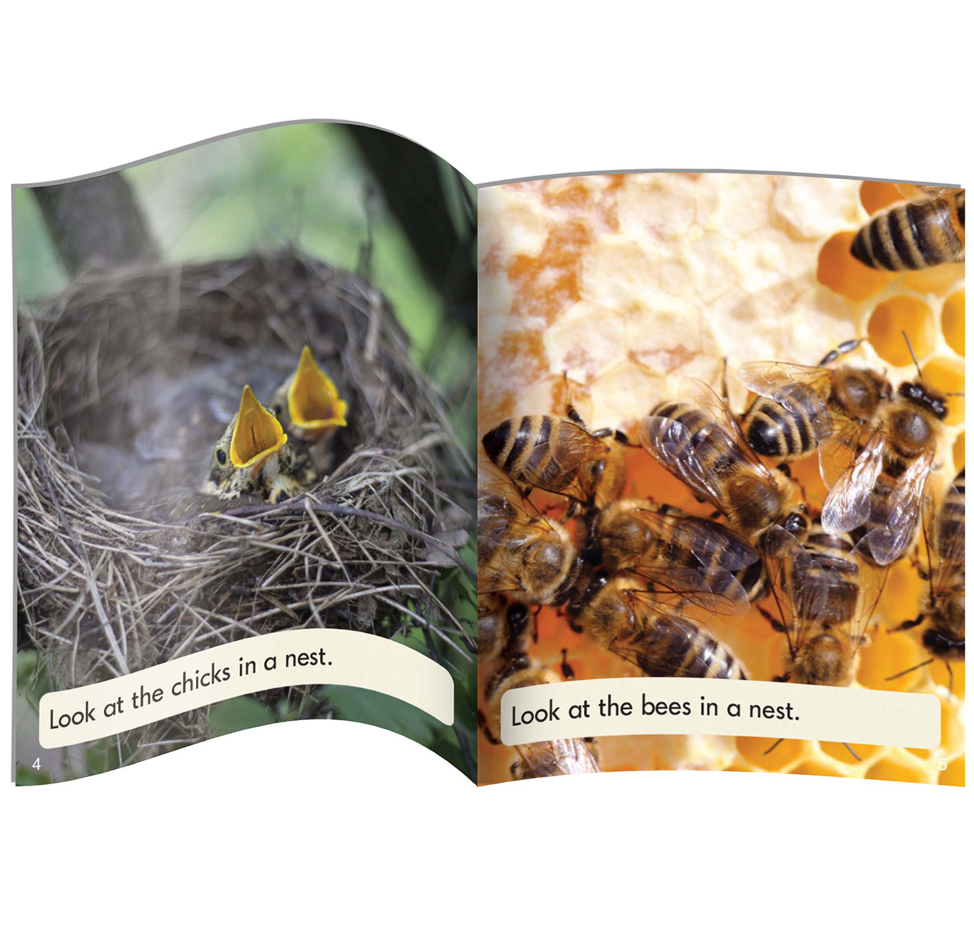 Decodable Readers Non Fiction Set 2 Phase 4: Blends